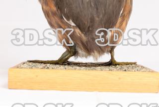 Bird leg reference 0002